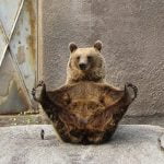bear demonstrating yoga posture "dancing bear"