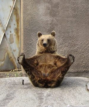 bear demonstrating yoga posture "dancing bear"