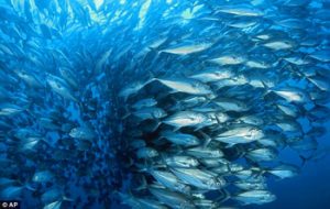 shoaling fish
