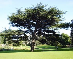 a cedar in Edinburgh Botanical Gardens